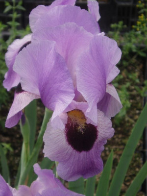 irisregeliocyclusblau.jpg