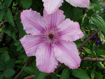 blassmauve2009.jpg