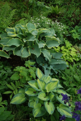 apfelbaumbeet_09_1.jpg