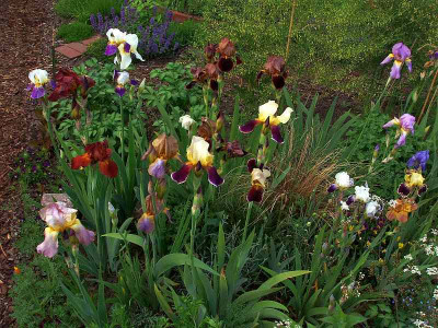 irisbeet_west20090519_zg.jpg