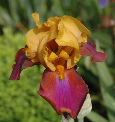 A8959a.JPG