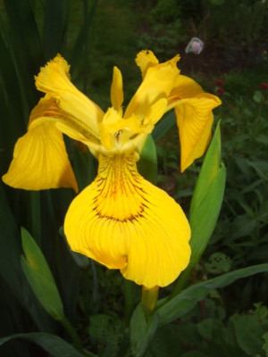 iris_090.jpg