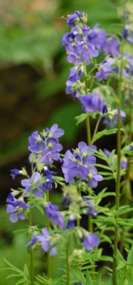 Polemonium-0198-klein.jpg