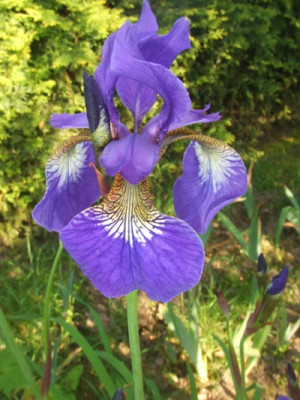 iris_...jpg