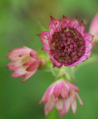 Astrantia_major_Roma-0226-klein.jpg