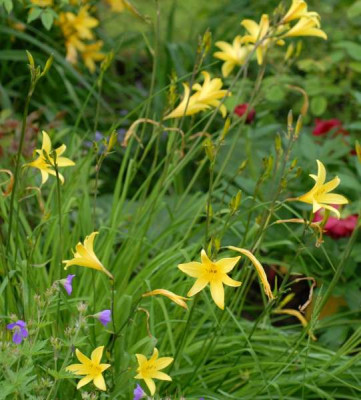 Hemerocallis_minor-0192-klein.jpg