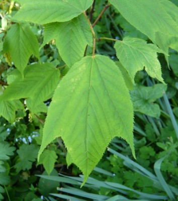 Acer_pensylvanicum_fars_2009.jpg