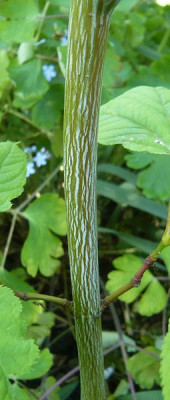 Acer_pensylvanicum_2_fars_2009.jpg