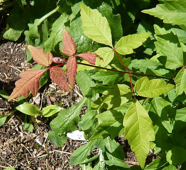 Acer_griseum_fars_2009.jpg