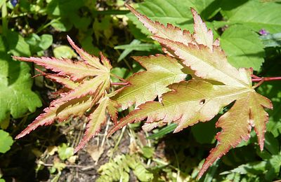 Acer_palmatum_fars_2009.jpg