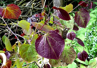 Cercis_canadensis_Forest_Pansy_2_fars_2009.jpg