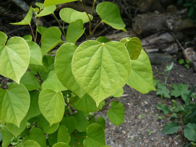 Cercis_chinensis_fars_2009.jpg