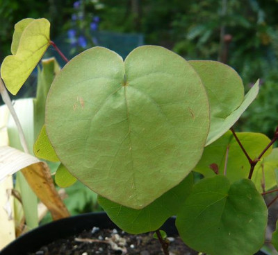 Cercis_siliquastrum_fars_2009.jpg