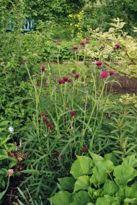 cirsium_atro_neu_09.jpg