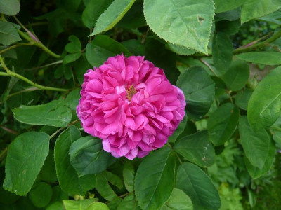 Rose_de_Resht_fars_2009.jpg