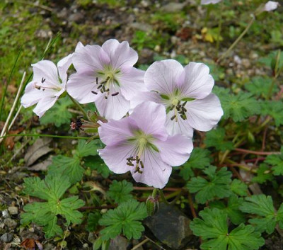 Geranium_farreri_fars_2009.jpg