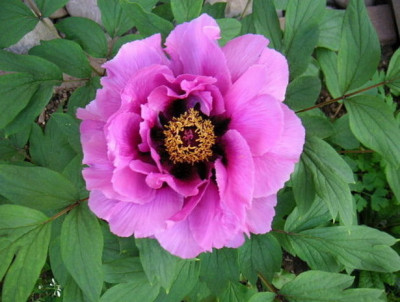 PICT0008-7.JPG