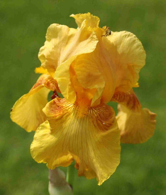 A8962a.JPG