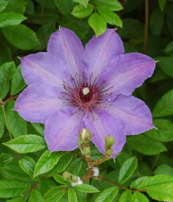 A8973a.JPG
