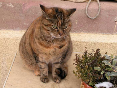 Vanella1.jpg