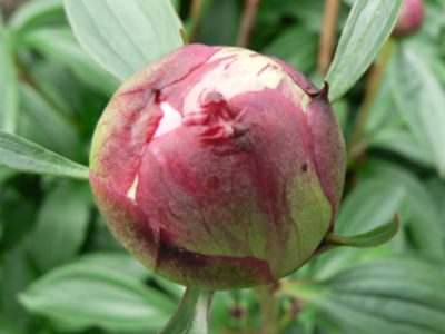 Phaeonie2009.jpg