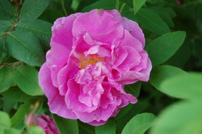 Therese_Bugnet_DSC_0001.jpg