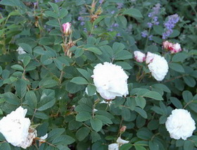 Louis_Bugnet_DSC_0017.jpg