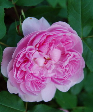 Jacques_Cartier_DSC_0003.jpg