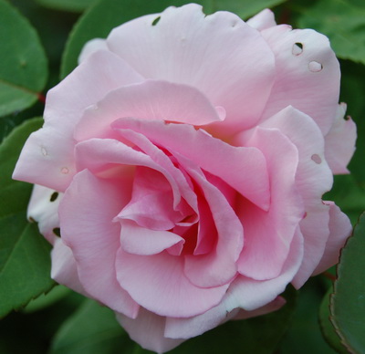 Kathleen_Harrop_DSC_0012.jpg