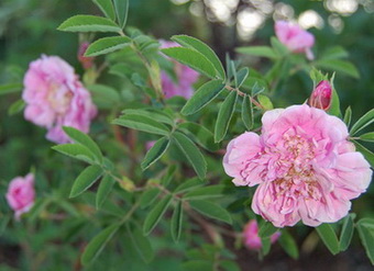 Rosa_majalis_DSC_0020.jpg