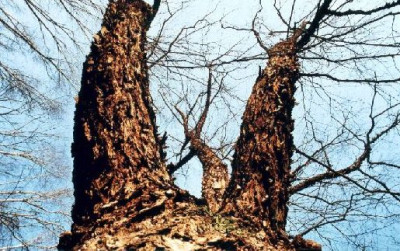 Betula_nigra_Kalmthout_02.05_gegengelehnt.jpg