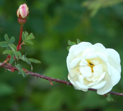 Unbekannte_Bibernellrose_DSC_0021.jpg