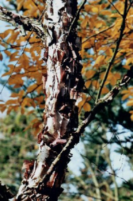 Betula_apoiensis_und_Herbstlaub_von_Magnolia_kobus_OBGB_10.04.jpg