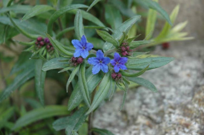 DSC_2390buglossoides.jpg