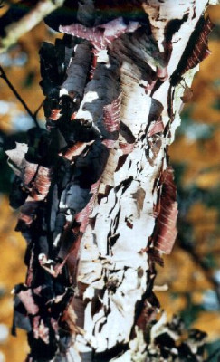 Betula_apoiensis_Rinde_nah_OBGB_10.04.jpg