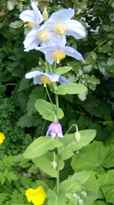 meconopsis-betonicifolia-20.jpg