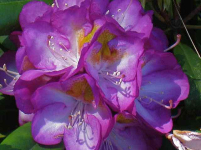 Rh_Bluebell_IMG_2510.jpg