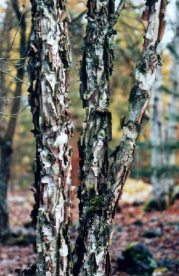 Betula_davurica_OBGB_10.04.jpg