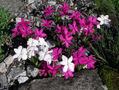 Rhodohypoxis_baurii__2009-05-19.JPG