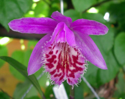Pleione_Marco_Polo_2009-05-19.JPG
