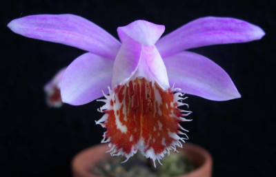 Pleione_Erebus_Redpoll__2009-05-20.JPG