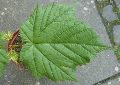 Acer_tegmentosum_fars_2009.jpg