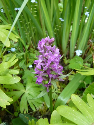 dactylorhiza_knrobsii_fars_2009.jpg