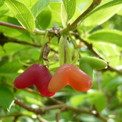 Lonicera_x_purpusii_fars_2009.jpg