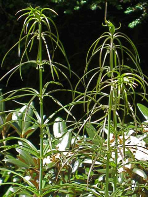 Polygonatum_vertill.jpg