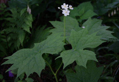 IMG_5137_eDiphylleia_cymosa.JPG