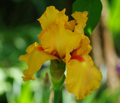 IMGP2259.jpg