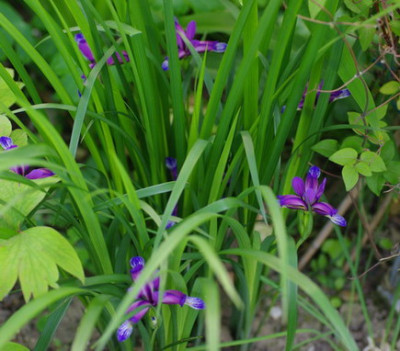 IMGP2287.jpg