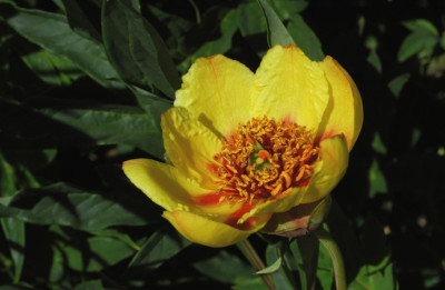 p.delayavii_basalflecken.jpg