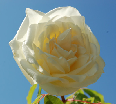 Parks_Yellow_Tea_0011__46684.jpg